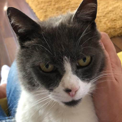 Cute cat