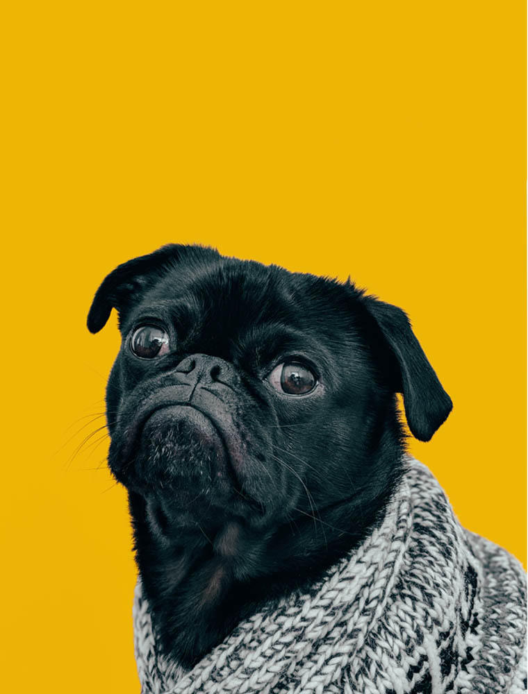 Cute dog