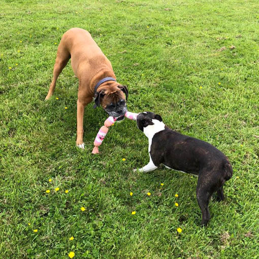 Doggies
