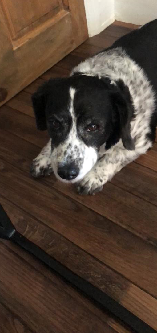 Cute dog