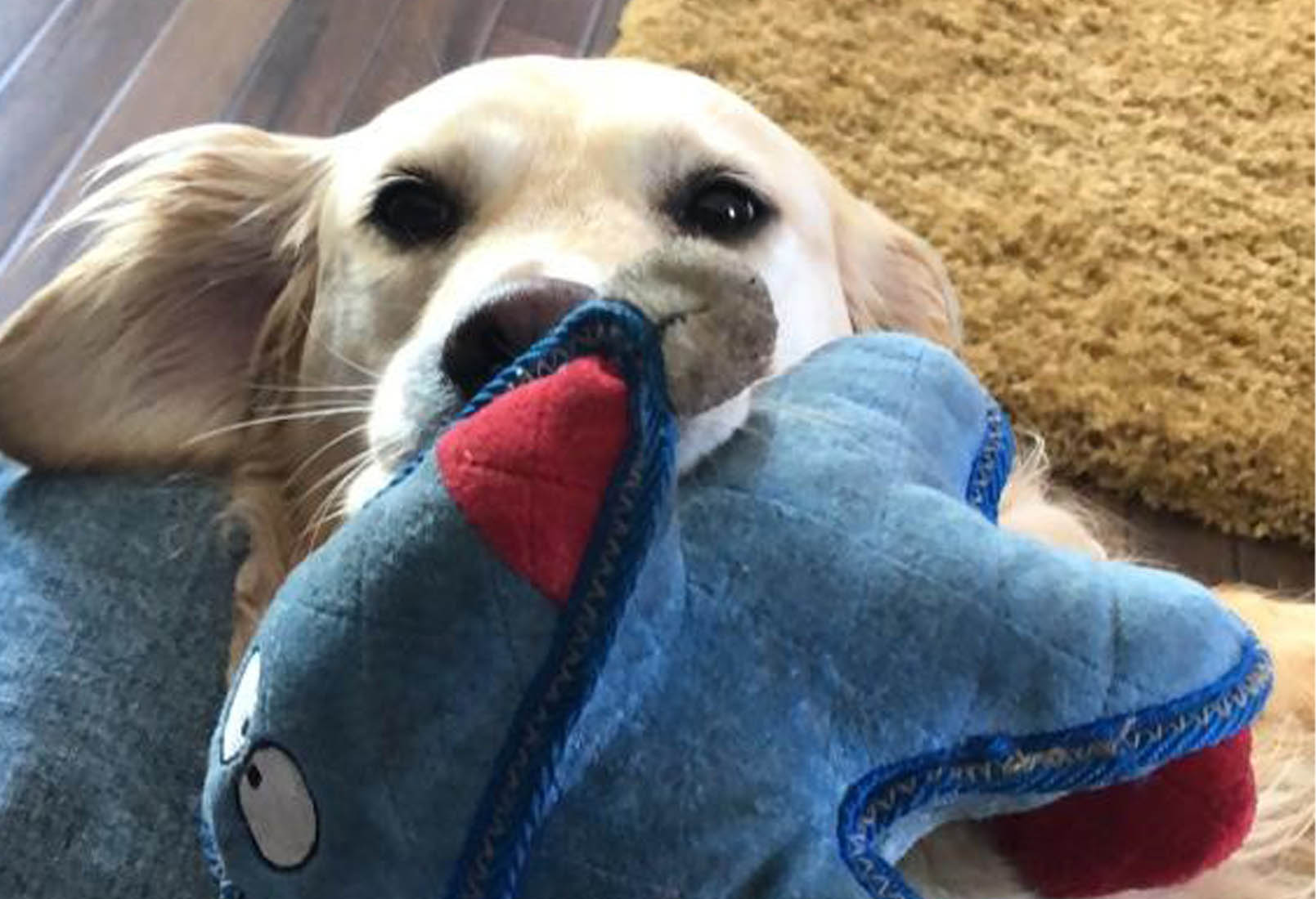Image of dog holding toy