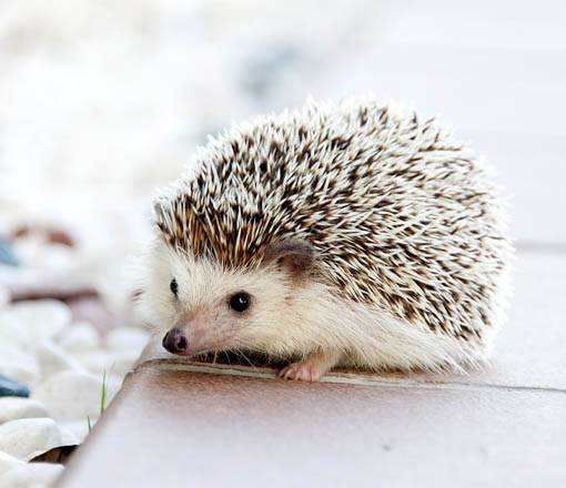 Hedgehog
