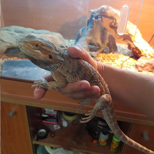 Lizard