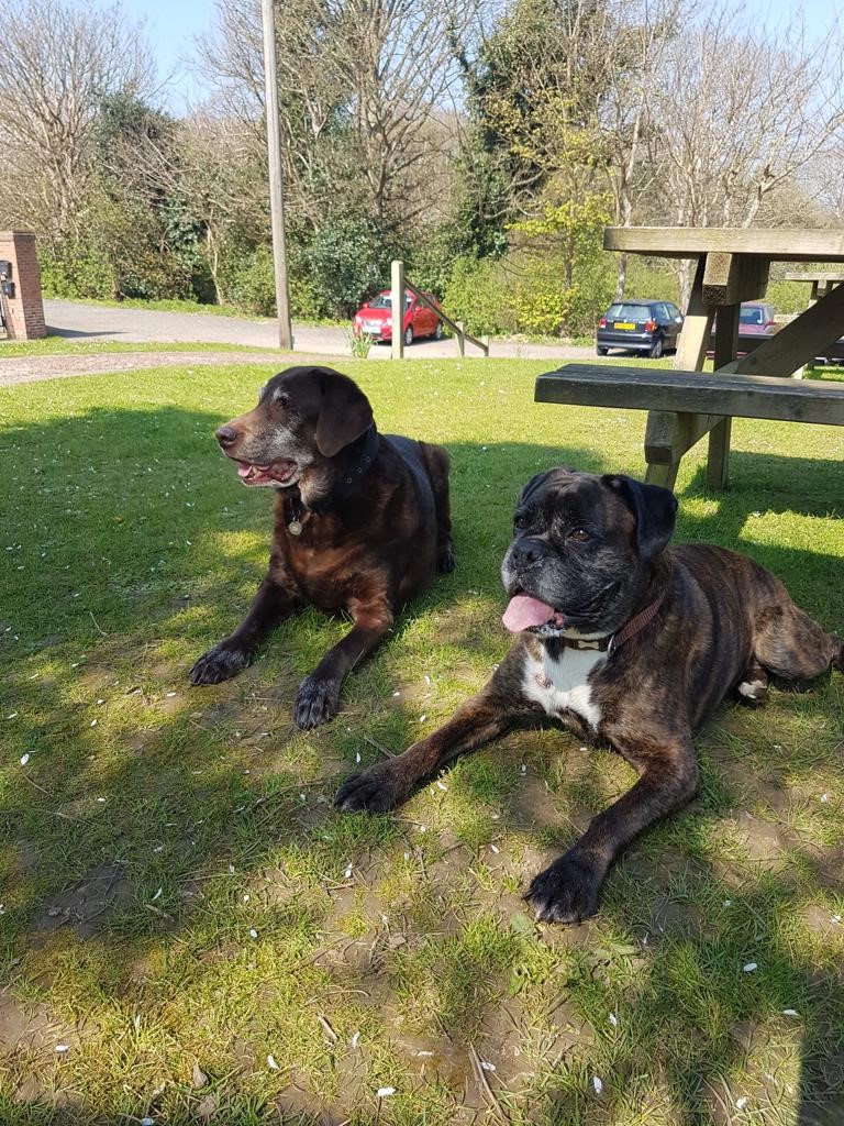 Image of two dogs