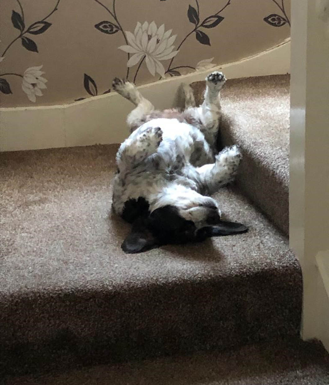 Happy dog on the stairs
