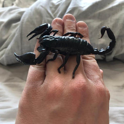 Scorpion