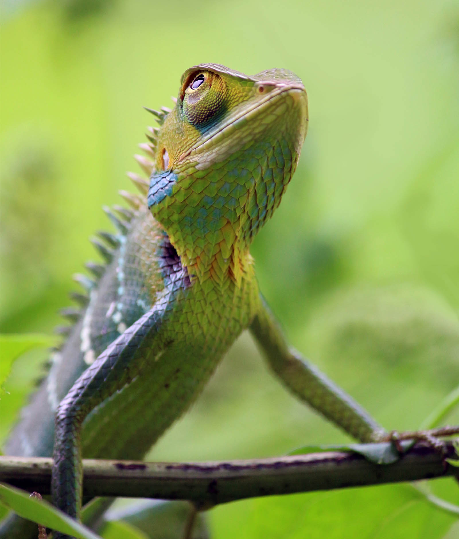 Lizard