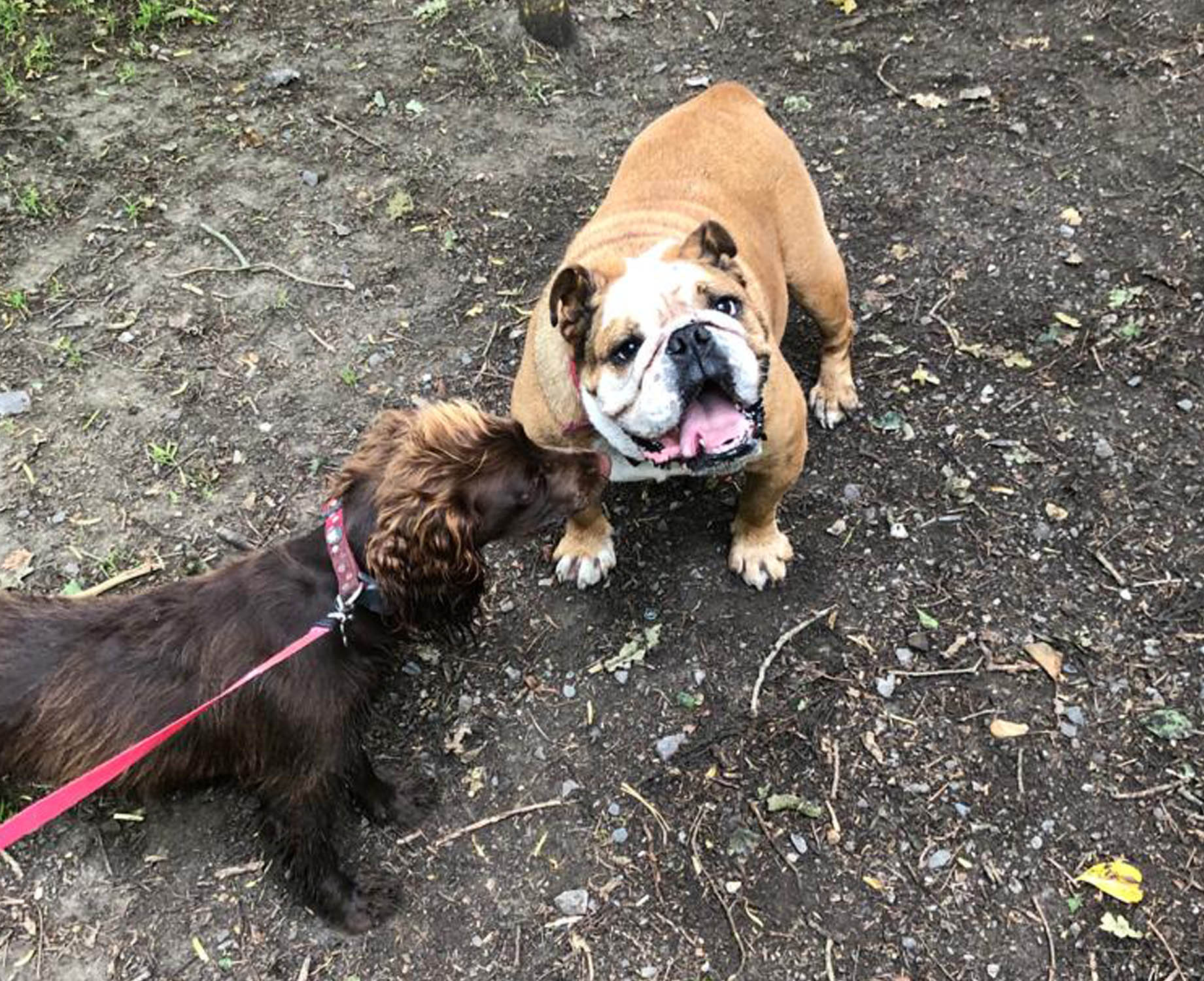 Two dogs