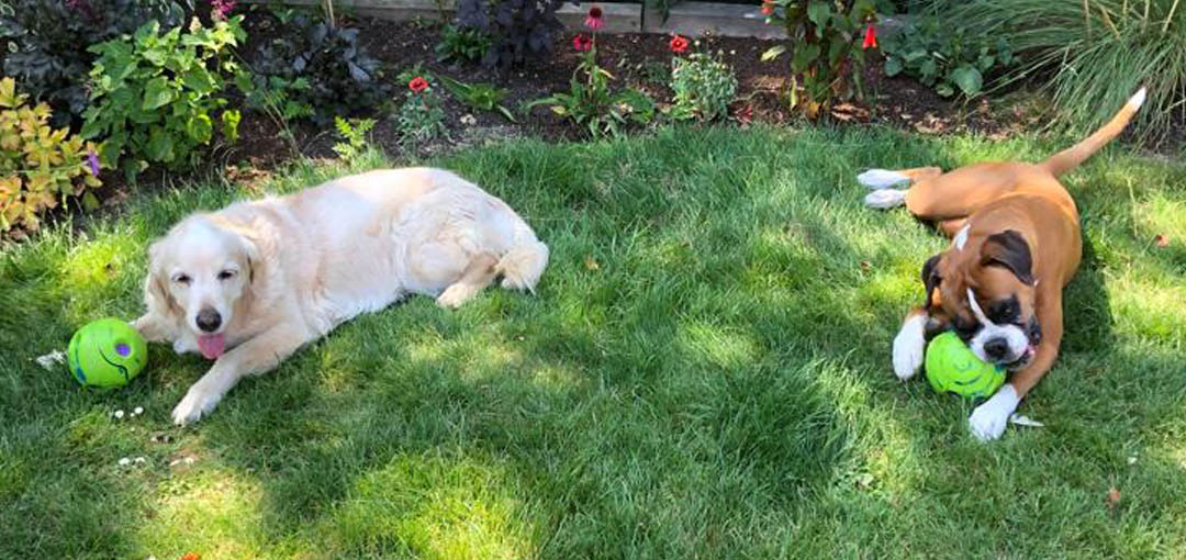 Two dogs