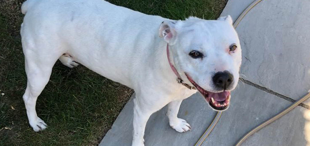White dog